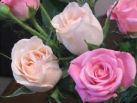 ピンク色、見ているとやさしい気持ちに！？