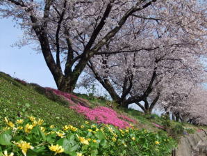 金沢市内　犀川縁