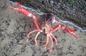 「ＮＯ！」と主張するザリガニ君