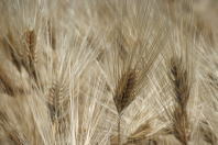 麦の穂！ビールのラベルみたい？