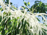 近所の大きな栗の木の花でした～♪　