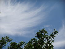 朝、梅雨が明けたような空でした