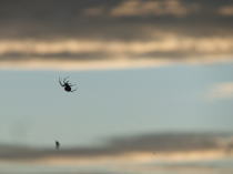 日暮れの雲・・・ぁあ！蜘蛛