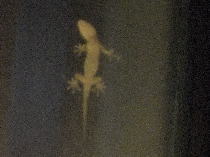 毎年、虫を食べにやって来るヤモリ　待ってました♪