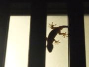 家の中から見たヤモリ