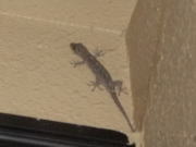 あるがまま？のヤモリ・・・また、あそびにきてね♪