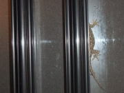 どんなに上手に隠れても・・・ヤモリ