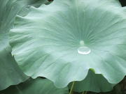 蓮の葉に溜まる雨