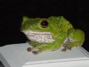 何を見てるのか・・・眼力強のカエル　置物ではありません